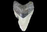 Bargain, Fossil Megalodon Tooth - North Carolina #101303-1